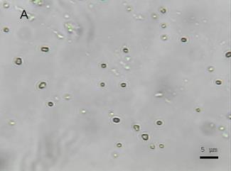 在单细胞水平上实现微生物的拉曼光谱研究