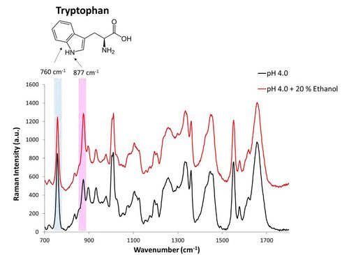 Raman Analysis of lysozyme 使用拉曼光谱评估生物治疗药物的稳定性
