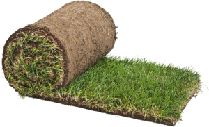 nitrates in turf grass_01