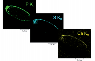 Element images of 70% polished rice grain.