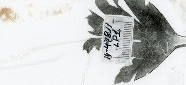 fingerprint identified by an alternative light source