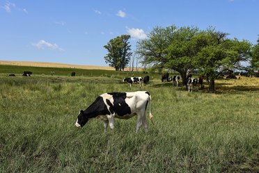 Policing “organic milk” with fluorescent spectroscopy