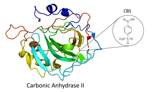 The Detection of a Low Molecular Weight Enzyme Inhibitor using the OpenPlex system The Detection of a Low Molecular Weight Enzyme Inhibitor using the OpenPlex™ system