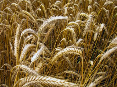 Your Diet Depends On Near-Infrared Spectroscopy