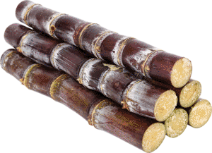 Soil Salinity and Impact on Yield of Sugar Cane-01