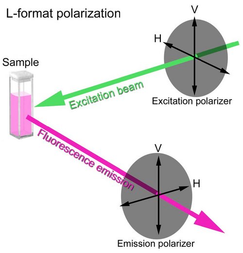 Fluorescence Anisotropy Studies